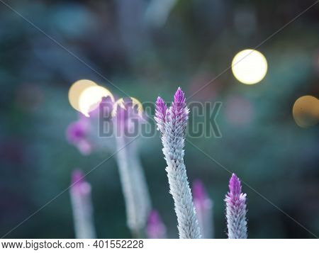 Celosia Spicata Spreng A Bouquet Of Flowers, A Cascade Bouquet. Out By The End Of The Flower Branche