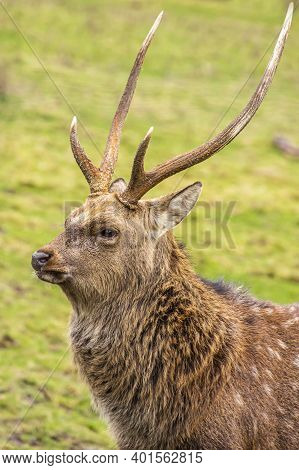 Close Up Portrait Of A Male Sika Deer Displaying Beautiful Antlers