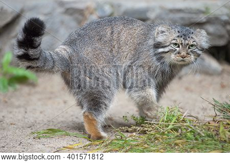 Pallas's Cat (otocolobus Manul). Manul Is Living In The Grasslands And Montane Steppes Of Central As