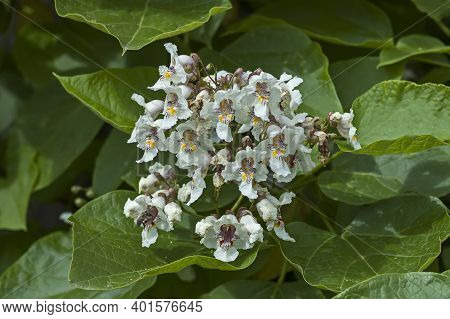 Close Up Of Indian Bean Tree Flowers Or Catalpa Bignonioides In Garden, Sofia, Bulgaria