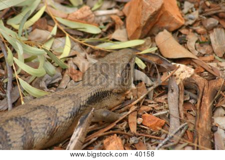 จิ้งจกทั่วไปใน Undergrowth