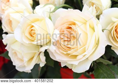Beautiful Natural White Rose Flower Stock Photo