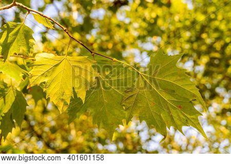 Detail Of Platanus Hispanica Leafs With Blurred Background