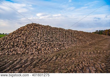 Sugar Beet . Vegetables On The Field. Pile Of White Beetroot