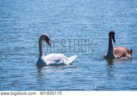 A White Mute Swan With Orange And Black Beak And Young Brown Coloured Offspring With Pink Beak Swimm