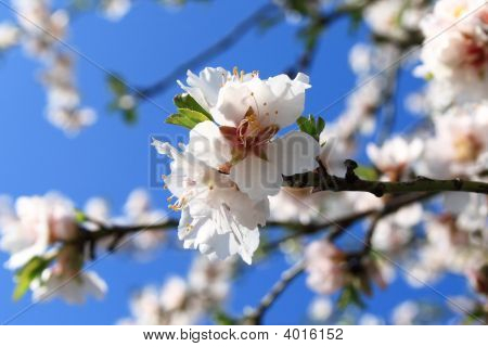 Floraison est Vernal