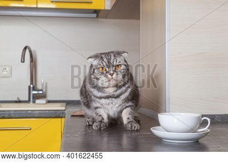 A Gray Scottish Fold Cat Sits On A Table In The Kitchen. The Concept Of Weaning Pets From Climbing O