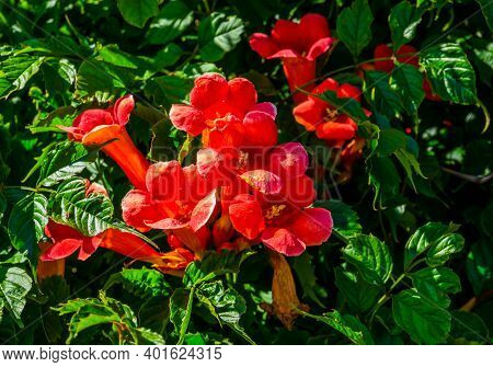 Beautiful Close Up Of The Flowers Of A Trumpet Vine, Popular Exotic Ornamental Plant Specie From Ame