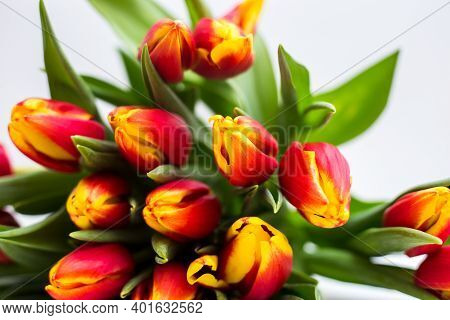 Beautiful Tseti Tulips And Roses On A Light Background