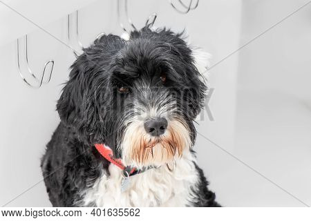 Portrait Of A Black And White Portuguese Water Dog Wearing A Red Collar
