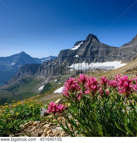 Indian Paint Brush At Siyeh Pass In Montana Wilderness