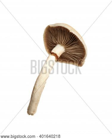 Fresh Wild Pioppini Mushroom Isolated On White