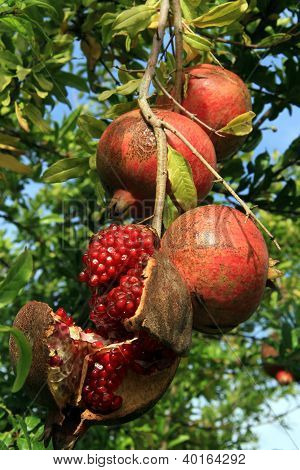 Rode Pomegranades