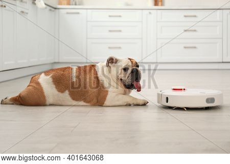 Robotic Vacuum Cleaner And Adorable Dog On Floor In Kitchen