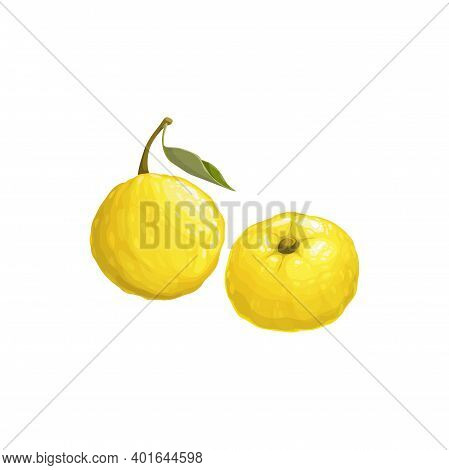 Yuzu Fruit, Exotic Japanese Citrus Fruits Icon, Vector Tropical Food. Yuzu Fruits With Leaf, Tropic 