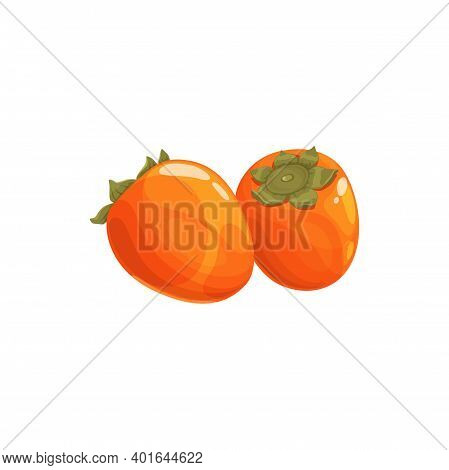 Persimmon Kaki Fruit, Tropical Exotic Food, Vector Isolated Icon. Persimmon Kaki Fruits, Tropic Farm