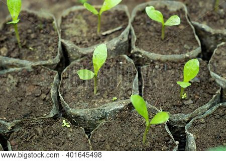Kusum Is A Beautiful Tree With A Broad, Shady Crown, Can't Found Widespread