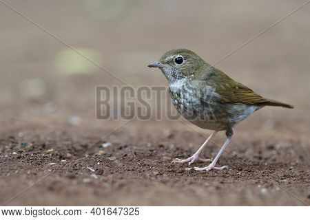 Lovely Brown Bird During Migrantion Season Living On Ground As Its Habitation, Rufous-tailed Robin