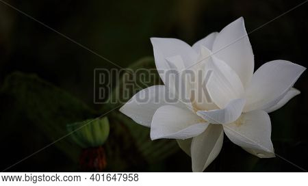 White Water Lily With Yellow Stamens In Full Flower In A Pond In Summer.