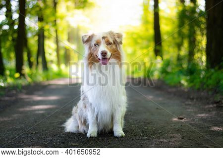 Beautiful Red Merle Australian Shepherd Dog Sitting On The Road In The Forest With Sun Behind Him.