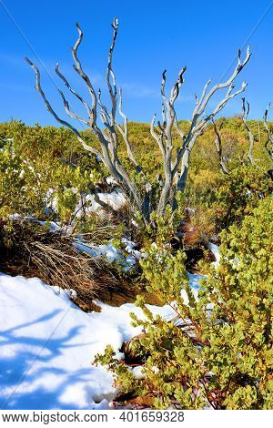 Remnants Of Burnt Chaparral Shrubs Caused From A Past Wildfire Surrounded By Rejuvenated Chaparral P