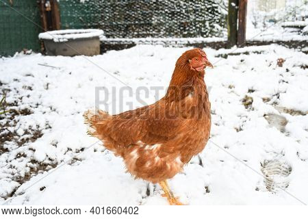 Animal Winter Life, Orange -red Hen Feather Standing And Walking In  Yard Full With White Snow And