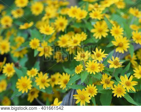 Common Daisy, Bellis Perennis, Dahlberg Daisy, Gold Carpet, Golden Fleece, Butter Daisy, Day's Eye,t