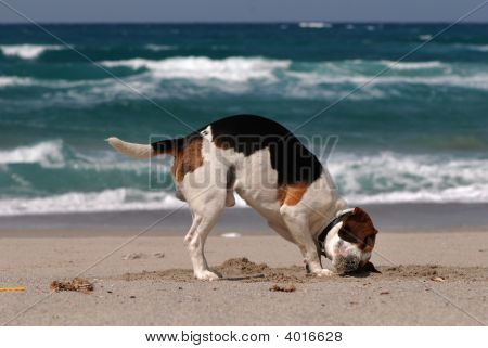比格犬听海