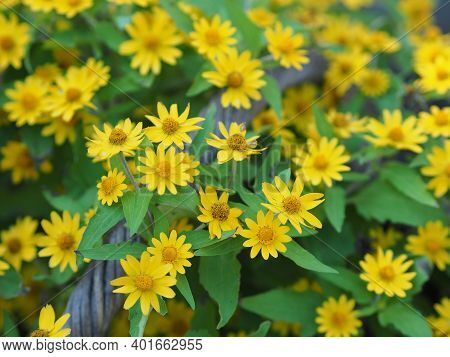 Common Daisy, Bellis Perennis, Dahlberg Daisy, Gold Carpet, Golden Fleece, Butter Daisy, Day's Eye,t