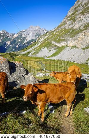 Cows In Alpine Pasture, Pralognan La Vanoise, French Alps