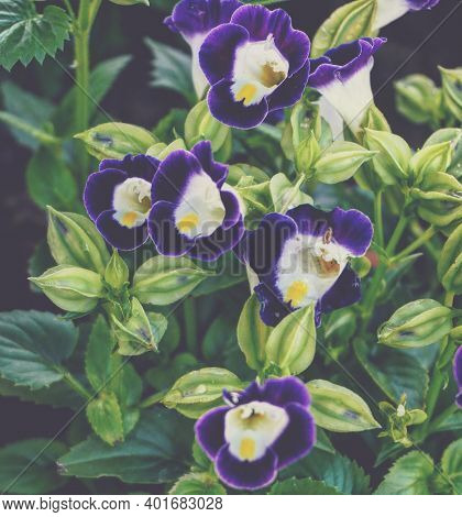 Photo Of Artistic Torenia Fournieri In The Garden