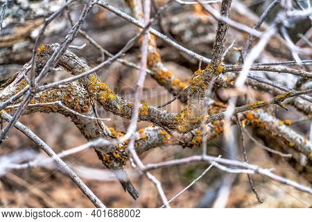 Close Up Of Brown Dry Spindly Leafless Branches Of Trees In Provo Canyon Utah
