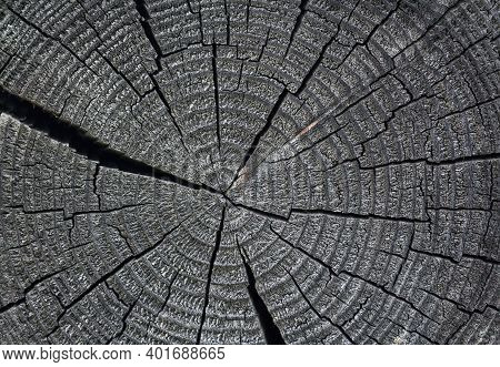 Round Cut Down Tree With Annual Rings And Cracks.