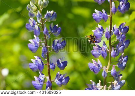 Bumblebee On Wildflowers. Lupinus Perennis, Against The Background Of A Green Meadow. Bumblebee Poll