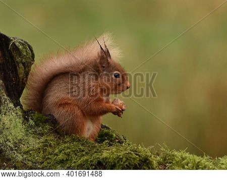 Right Facing Eurasian Red Squirrel Feeding On A Mossy Log In Scotland