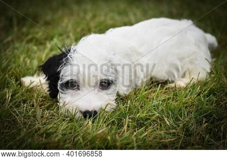 Cute White Sealyham Terrier Puppy With One Black Ear, Lying On The Grass Watching And Waiting