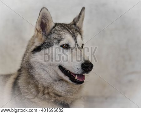 Portrait Of A Husky Dog Against A Grey Background With Copy Space