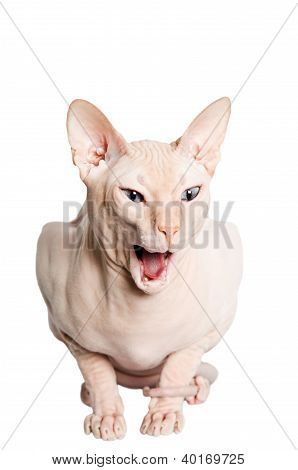 Don Sphinx (donsphinx) Cat. Isolato su sfondo bianco.