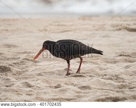 Variable Oystercatcher Haematopus Unicolor Torea Pango At Sandy Beach Of Cathedral Cove Coromandel P