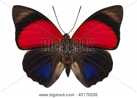 Vlindersoorten Agrias claudina lugens