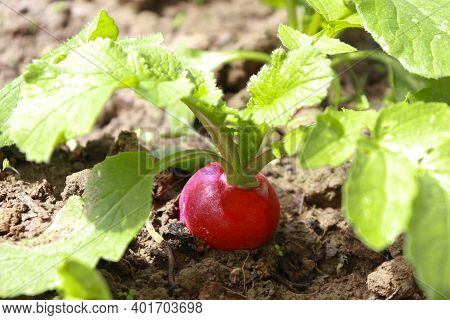 Radish Plant In Sandy Soil, Close Up. Gardening Background With Radish Plants