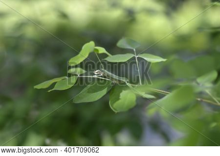 Shrubby Bushclover Leaves - Latin Name - Lespedeza Bicolor