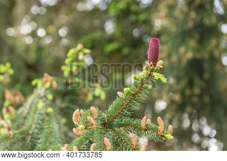 Spruce Cones Growing - Flower Bud Of The Norway Spruce, Close-up
