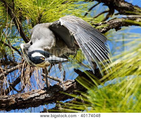 Bird in Tree
