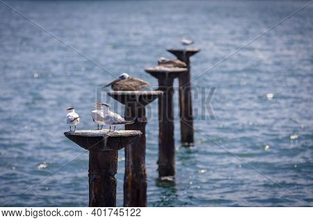A Few White Gulls And Brown Pelicans Sit On Tall Wooden Poles In The Middle Of A Beautiful Blue Sea.