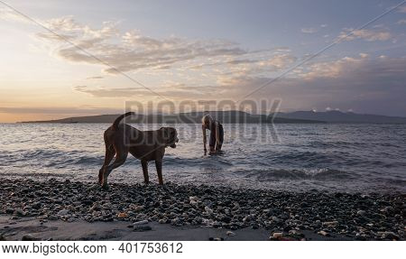 Banyuwangi, Indonesia - May 14, 2020 : A Woman Playing With The Dogs At Watudodol Beach Banyuwangi I