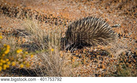 Echidnas, Sometimes Known As Spiny Anteaters, Belong To The Family Tachyglossidae In The Monotreme O