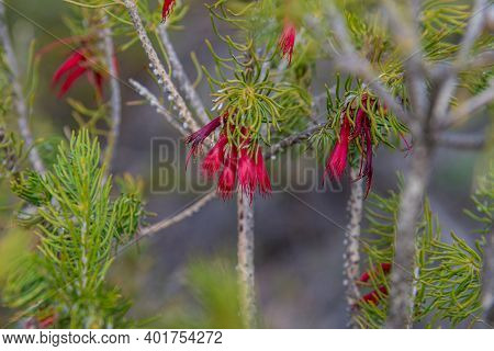 In Western Australia, Lesueur National Park Erupts Into Colour In Late Winter And Spring As The Park
