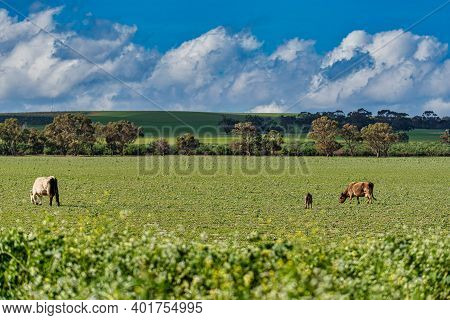 Pristine Rural Landscapes Outside Of Jurien Bay Wa