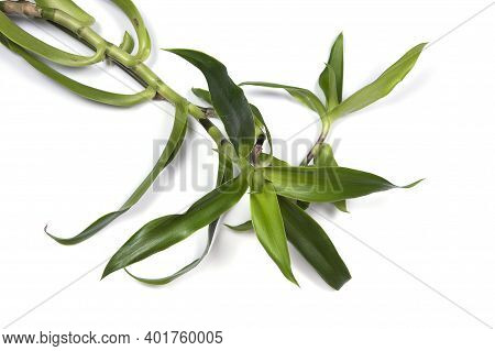 Callisia Fragrans, Known As Basket Plant, Chain Plant, Inch Plant Or Golden Mustache Isolated On Whi
